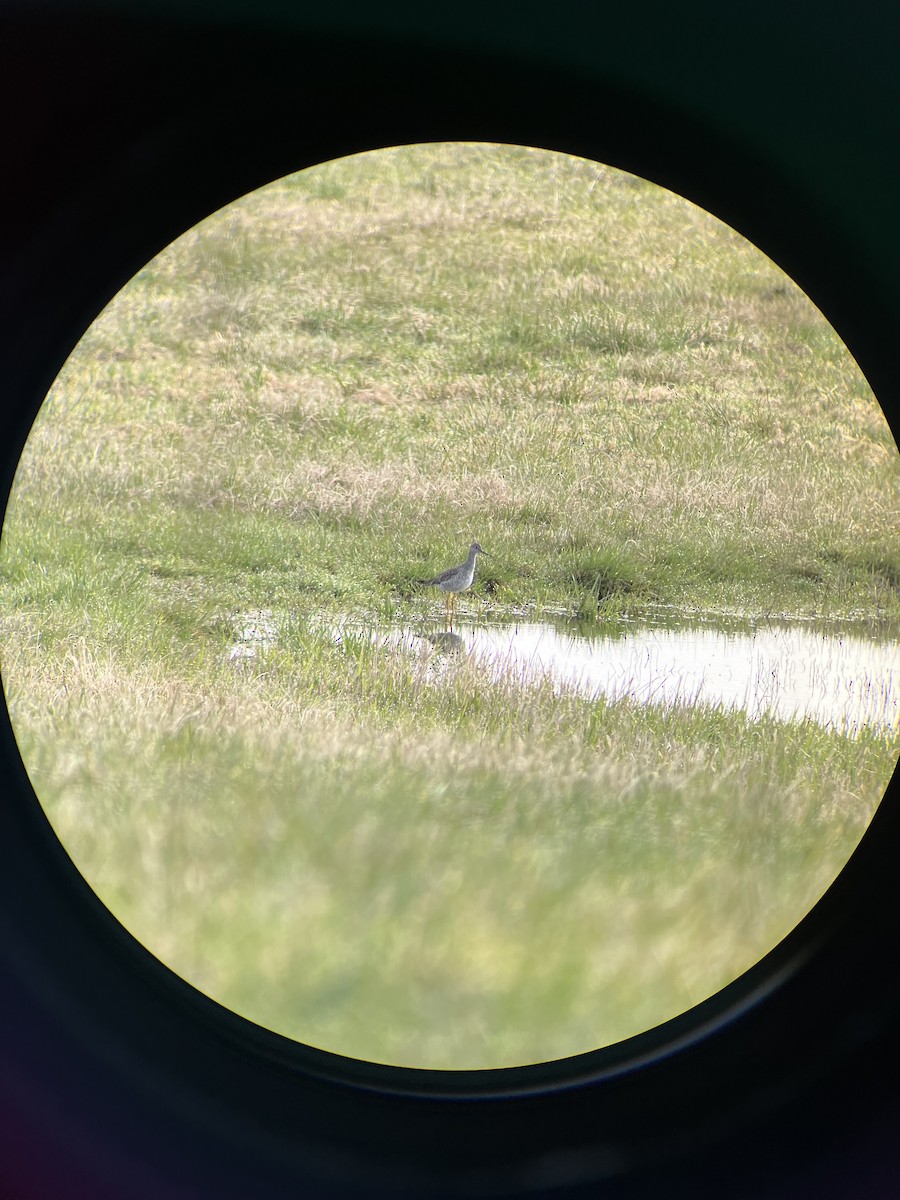 Greater Yellowlegs - ML616508851