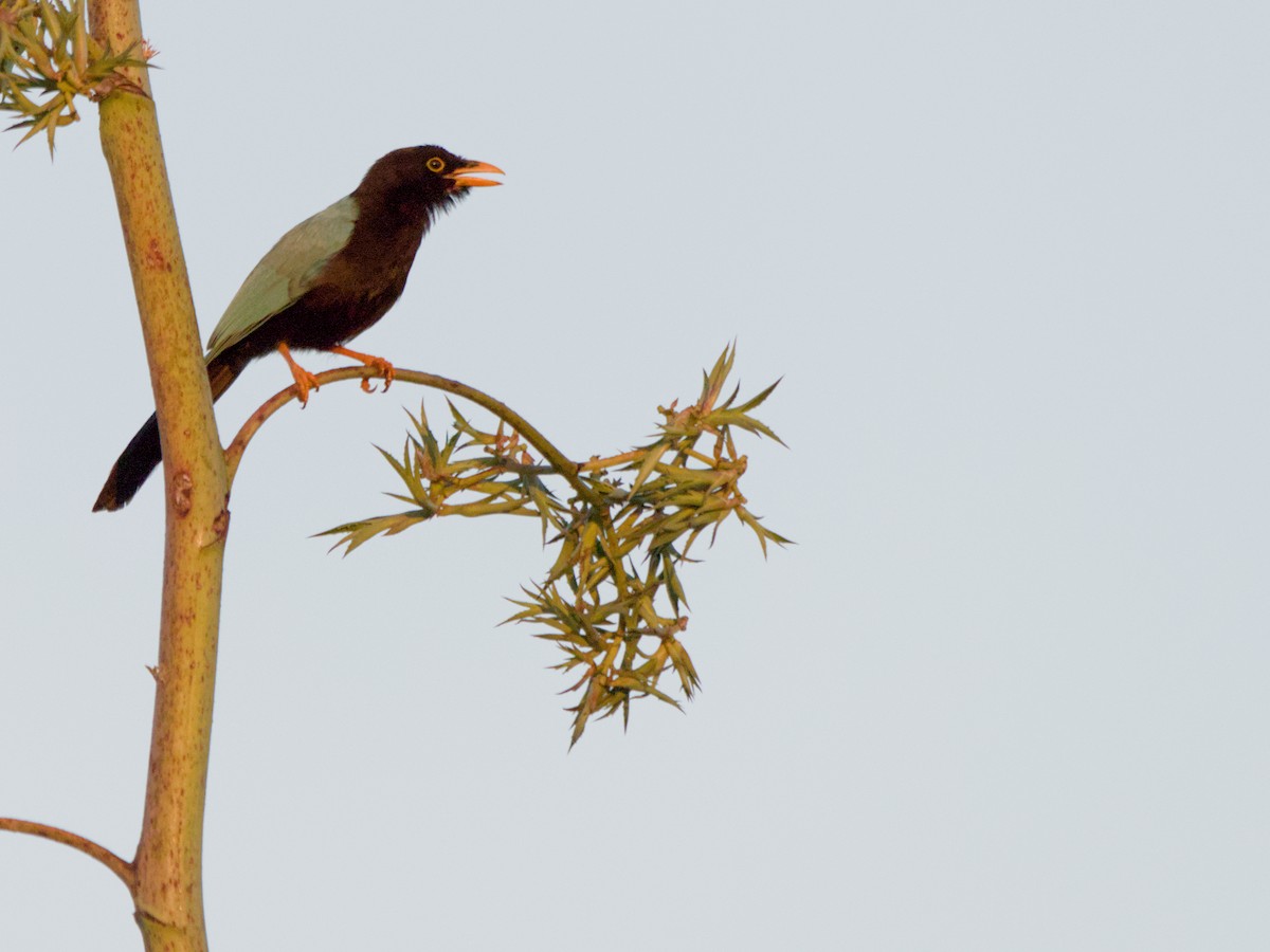 Yucatan Jay - ML616508858