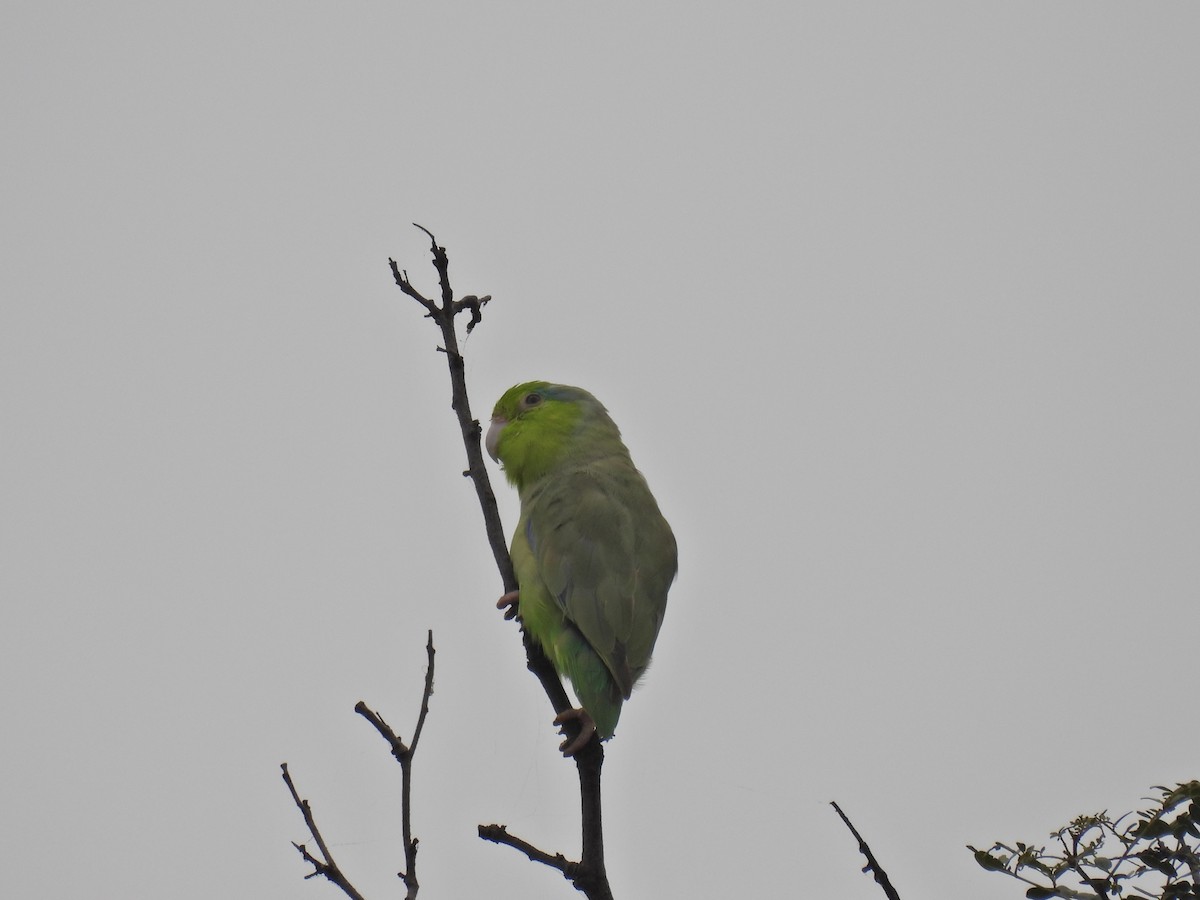 Pacific Parrotlet - Christian Mendoza León