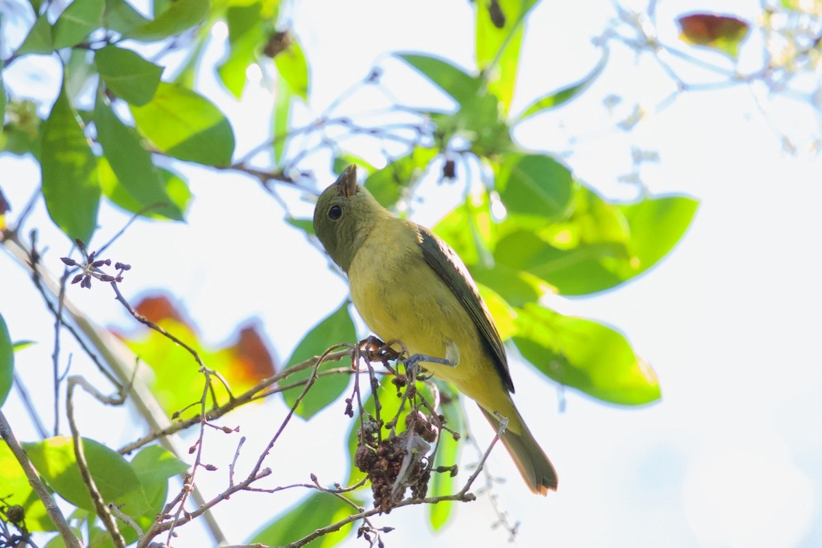 Painted Bunting - ML616508867
