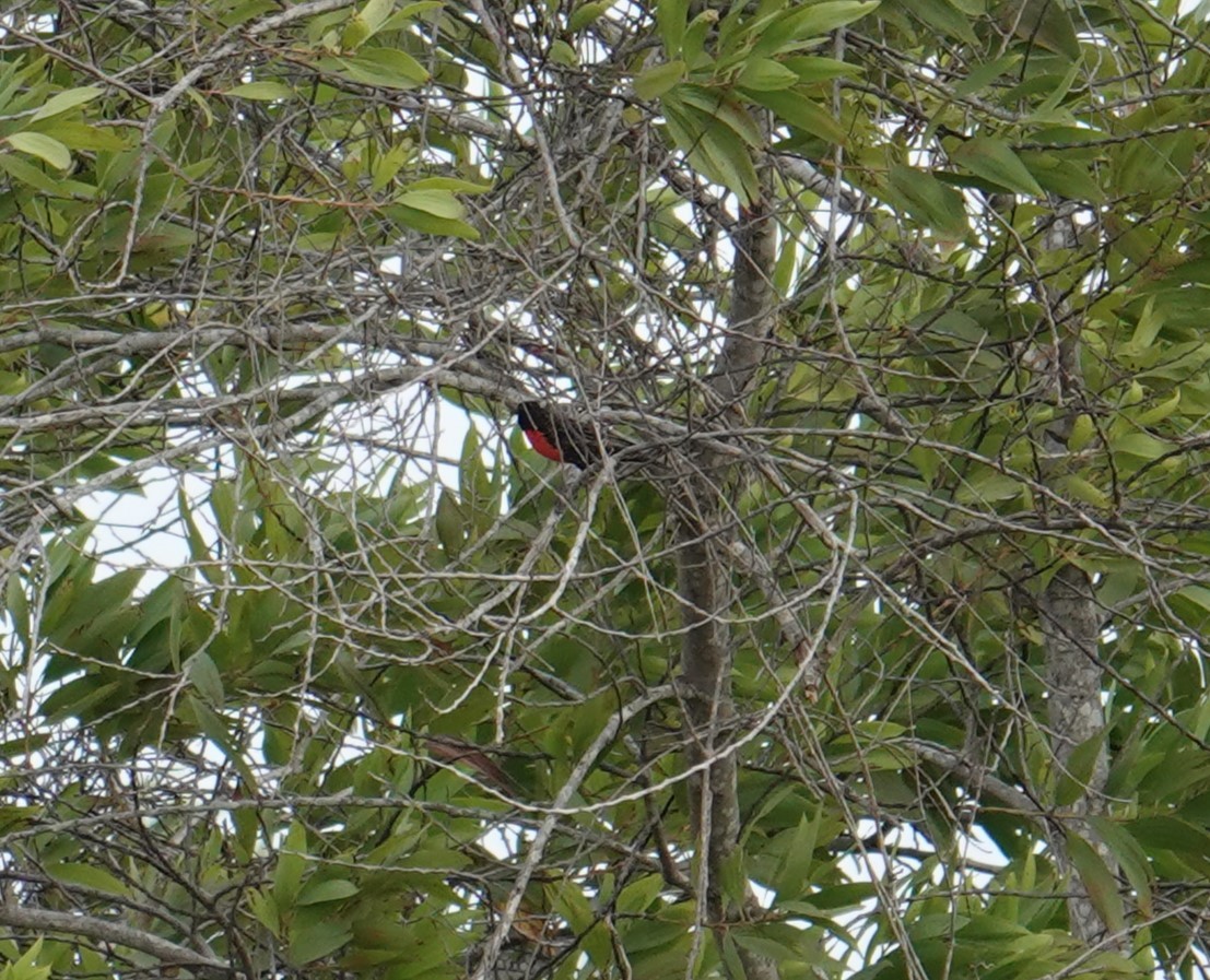 ムネアカマキバドリ - ML616508893