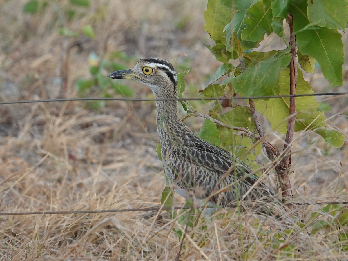 Double-striped Thick-knee - ML616508901