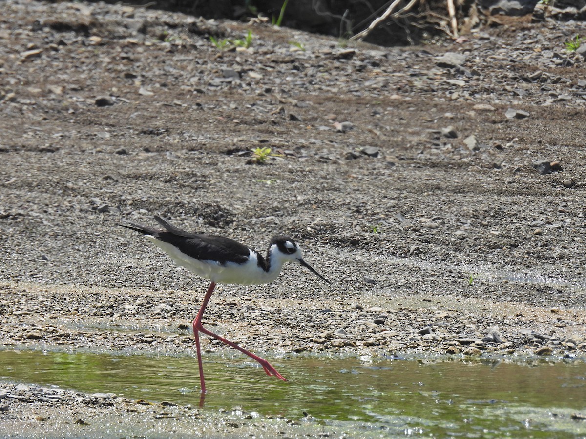 Black-necked Stilt - ML616508917