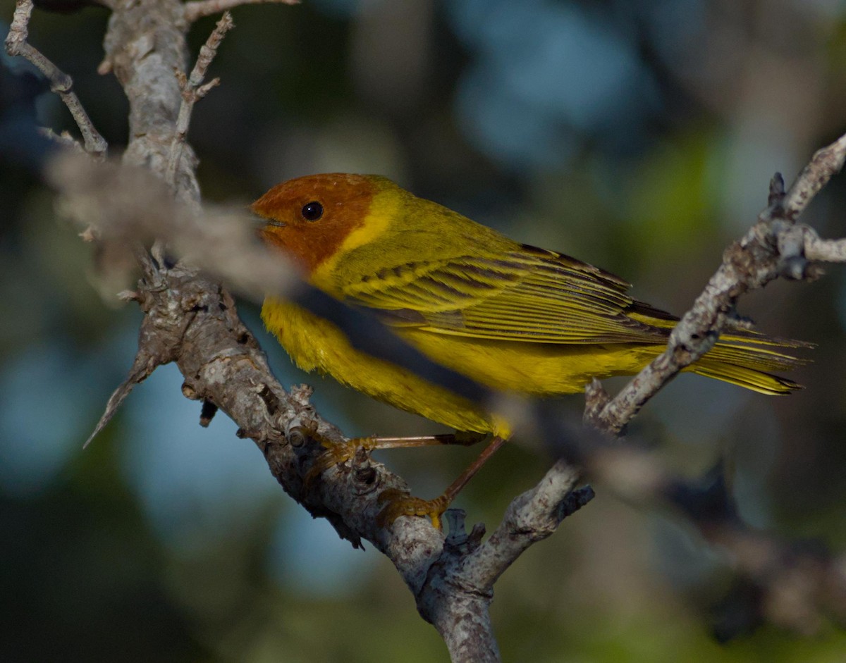 Yellow Warbler (Mangrove) - ML616508945