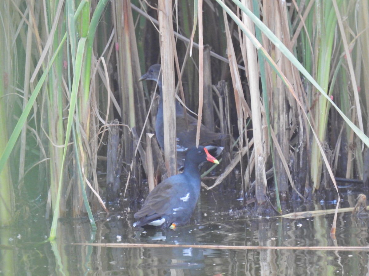 Common Gallinule - Christian Mendoza León