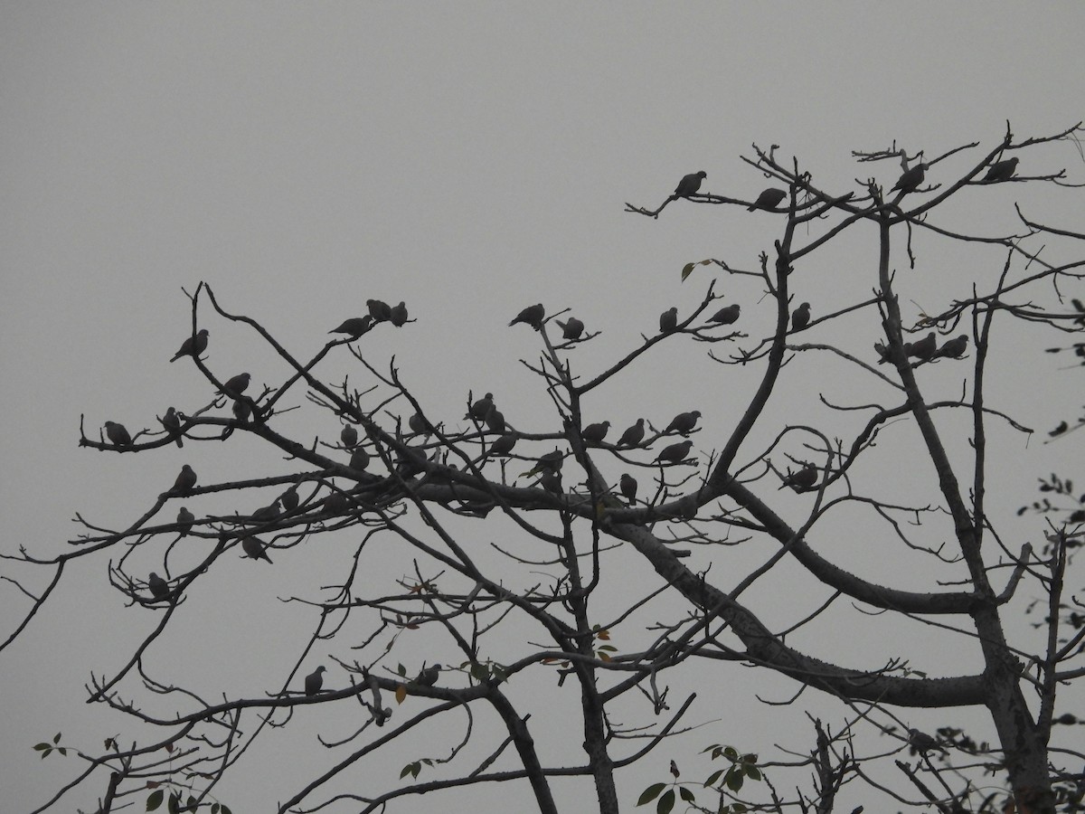 Red Collared-Dove - Hakimuddin F Saify