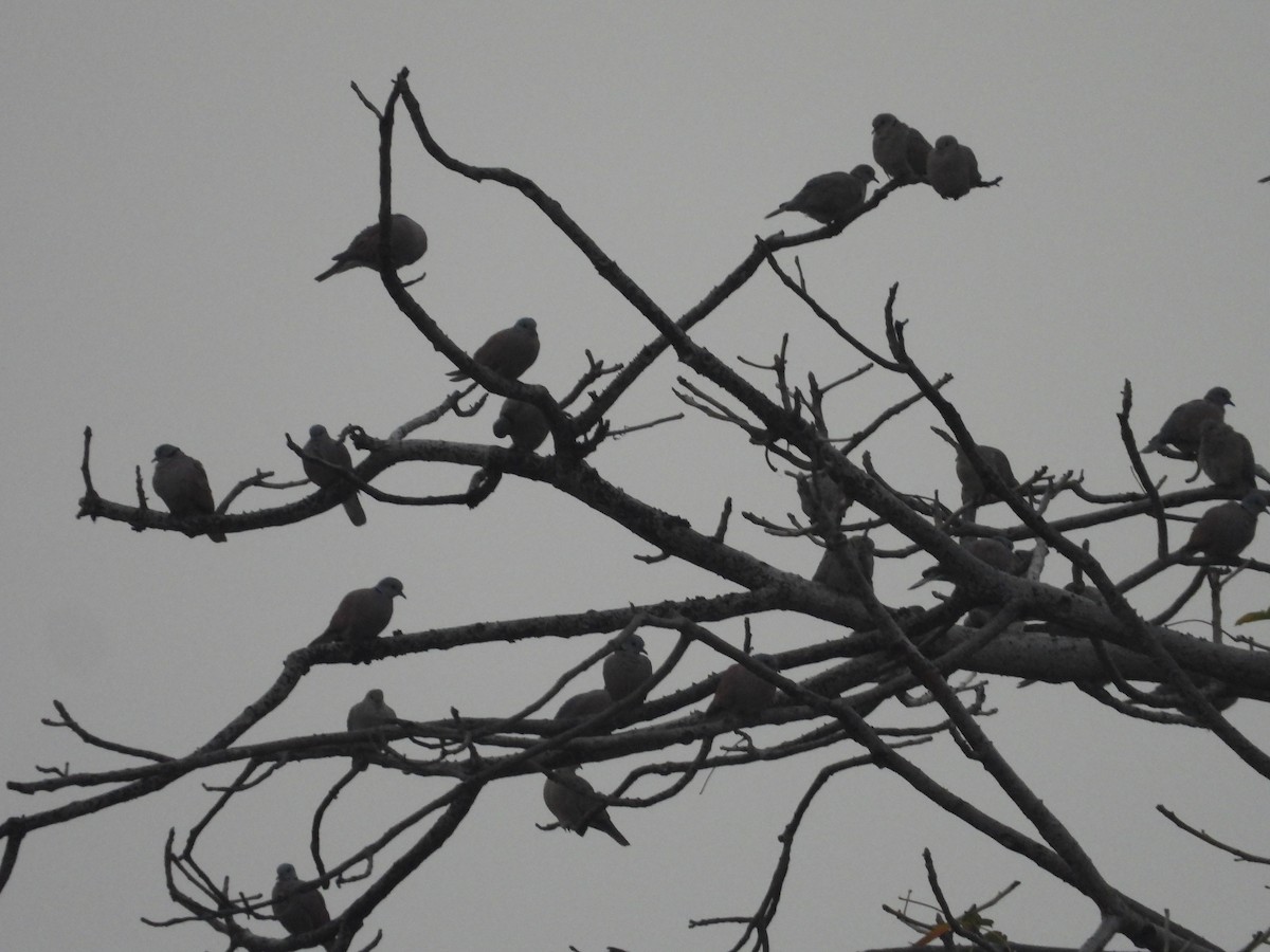 Red Collared-Dove - ML616508984