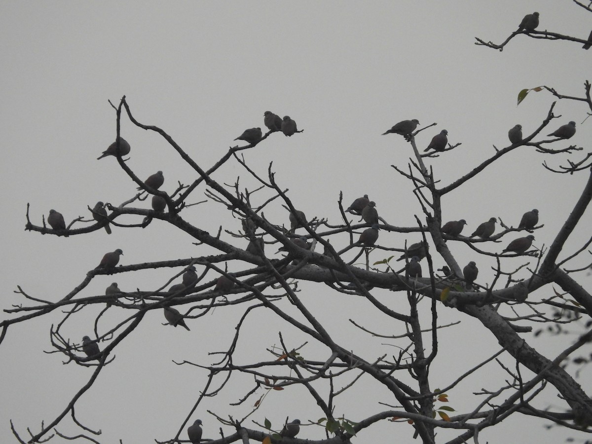 Red Collared-Dove - ML616508987