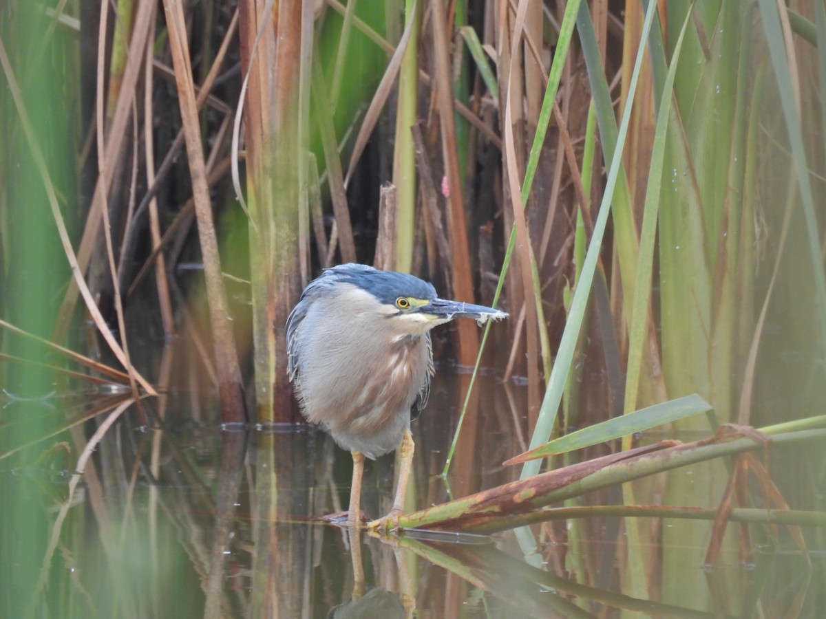 Striated Heron - Christian Mendoza León