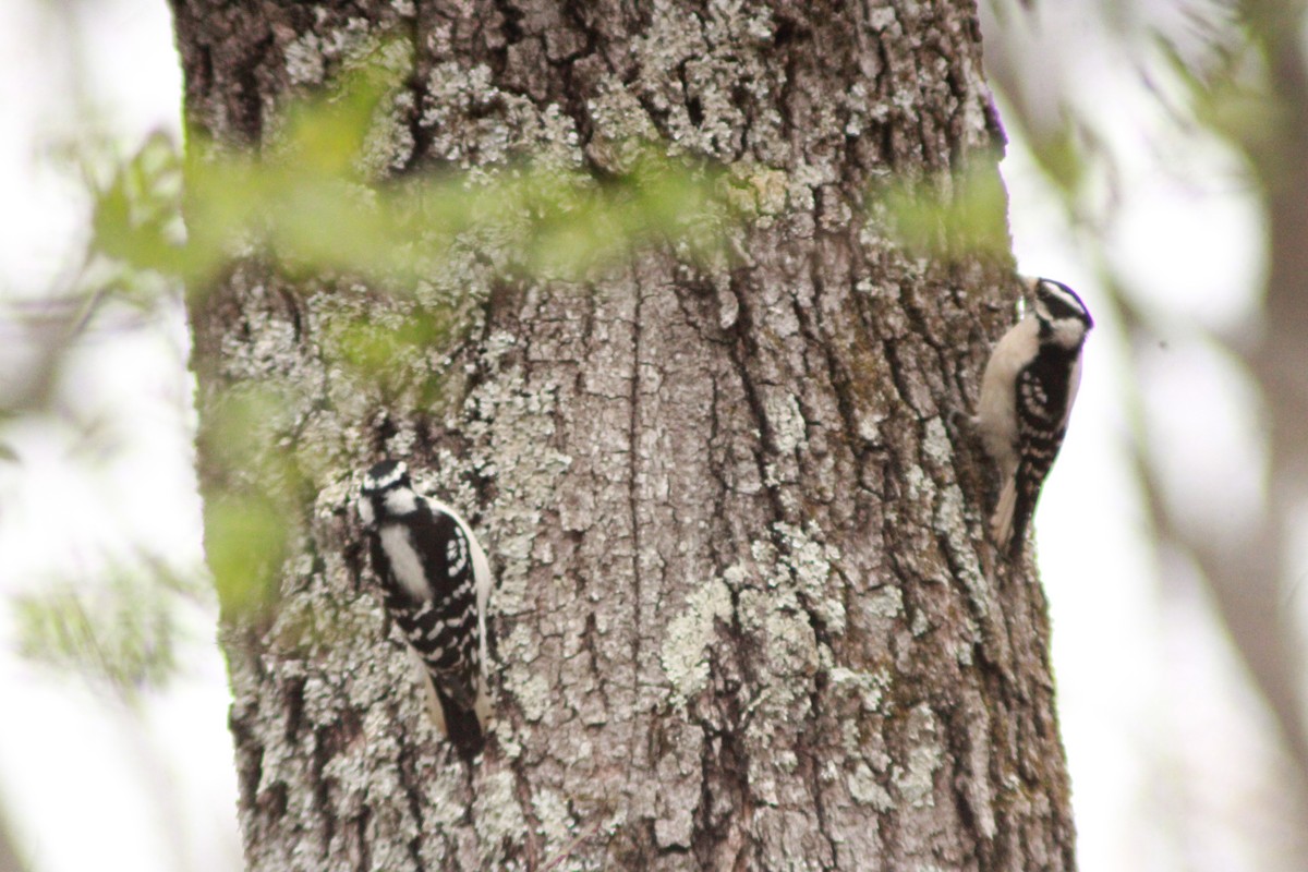 Downy Woodpecker - ML616509008