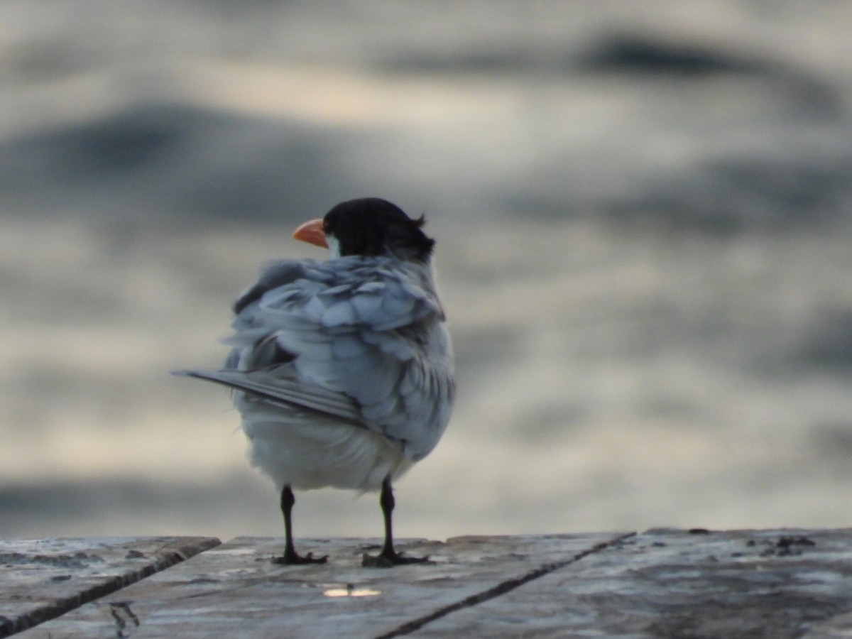 Royal Tern - ML616509014