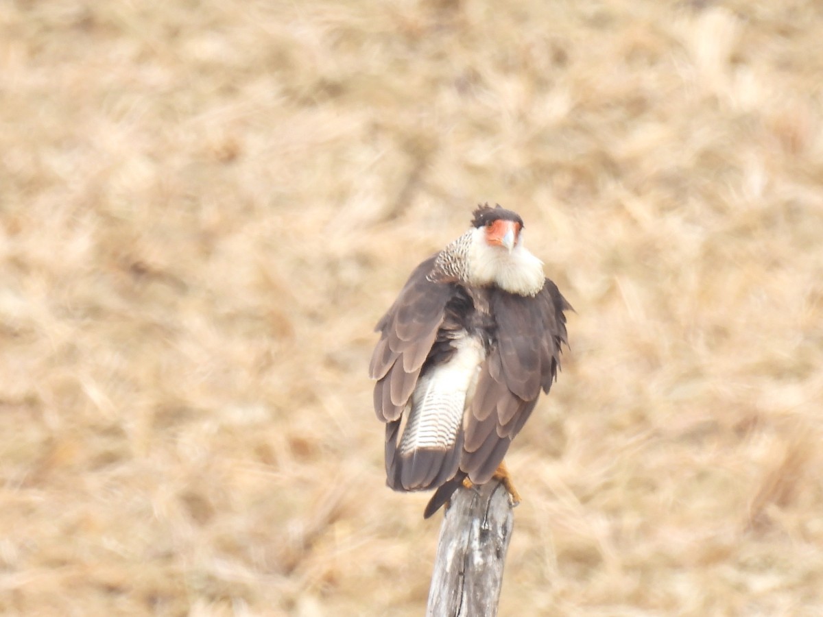 Crested Caracara - Christian Mendoza León