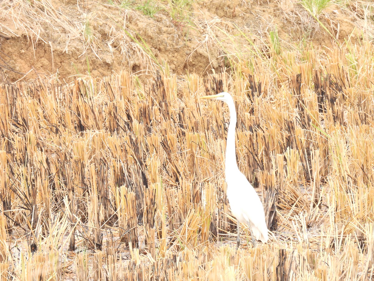 Great Egret - ML616509104