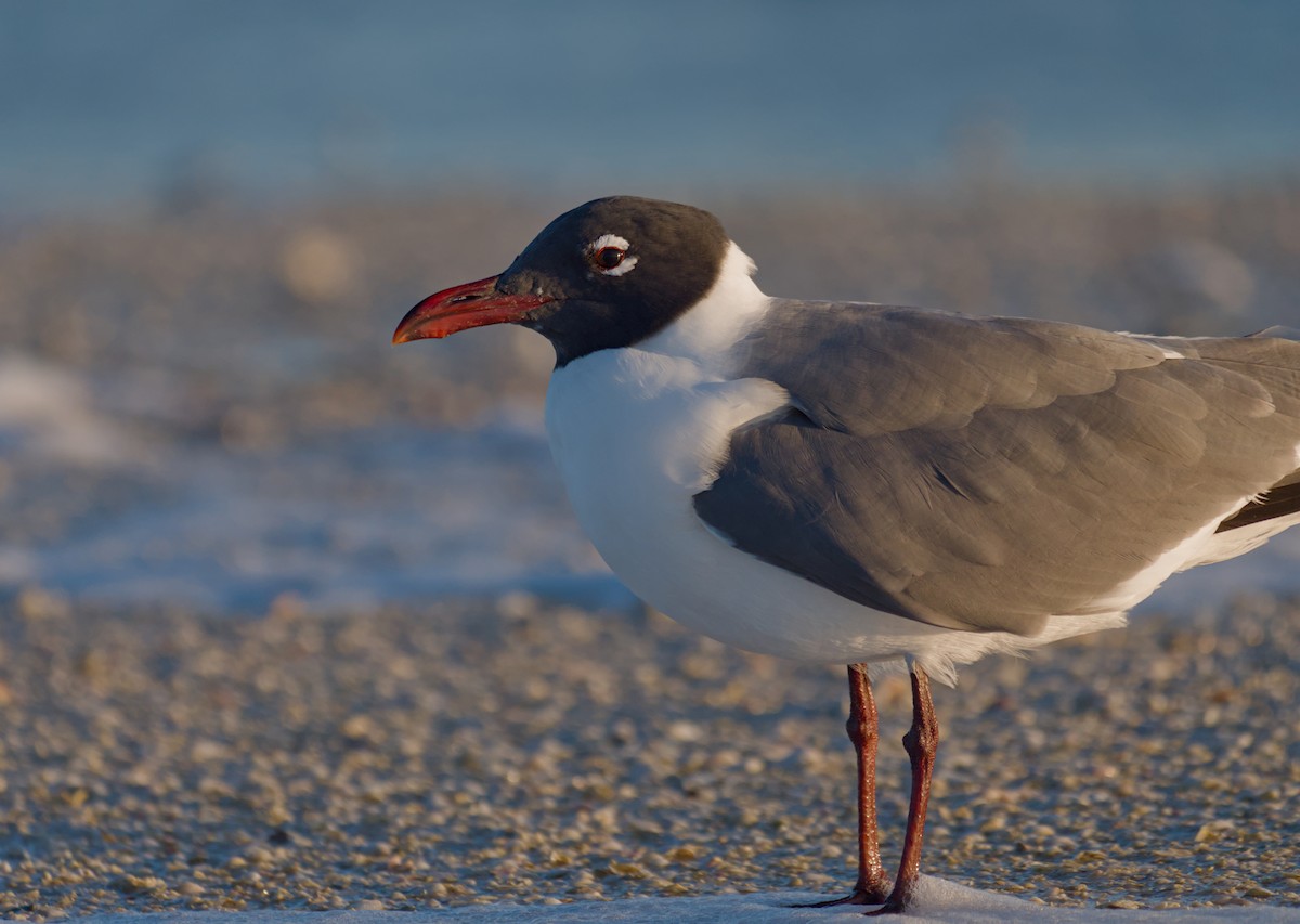 Laughing Gull - ML616509105