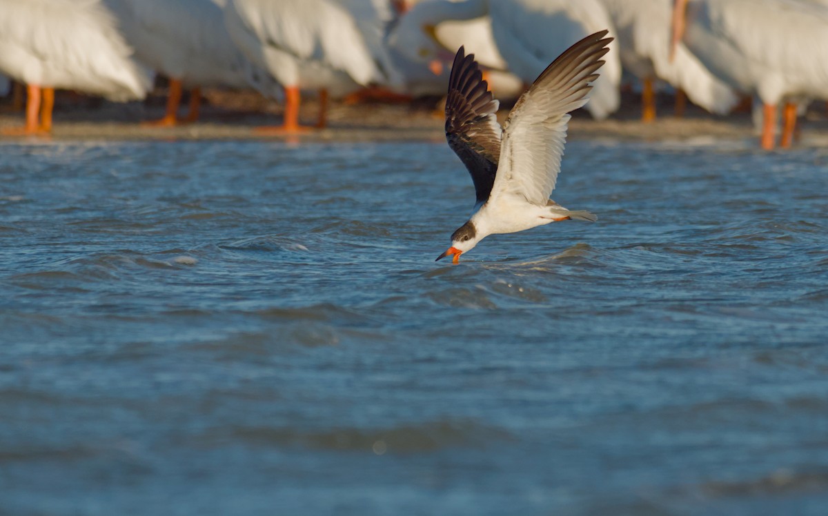 Black Skimmer - ML616509110