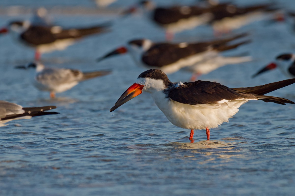 Black Skimmer - ML616509113