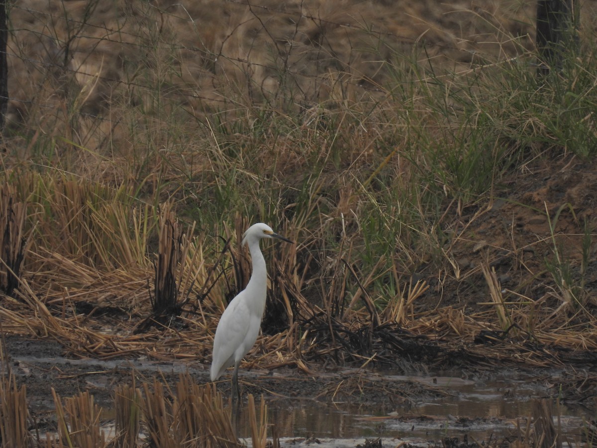 Snowy Egret - Christian Mendoza León