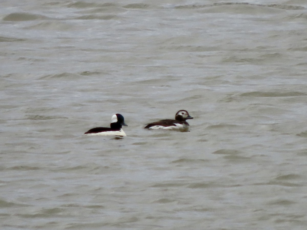 Long-tailed Duck - ML616509129