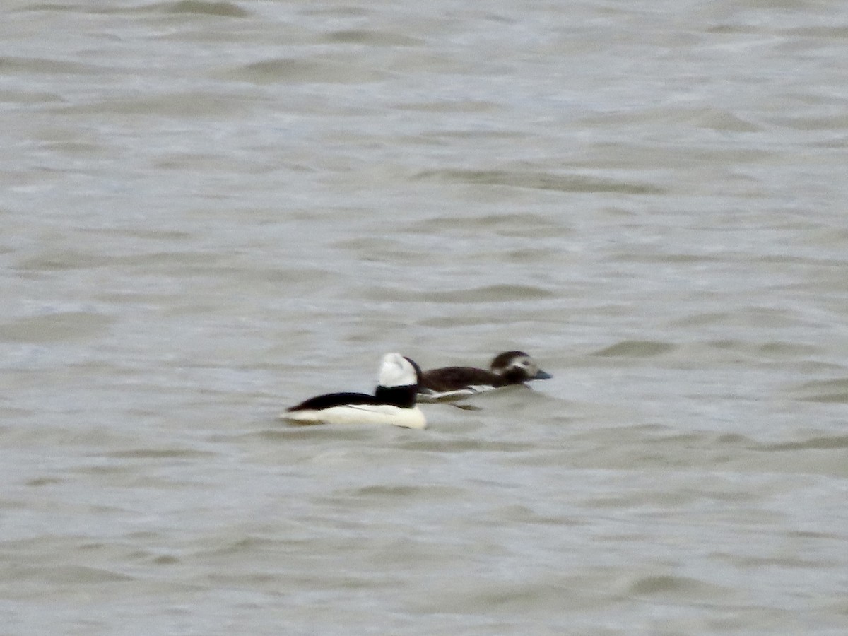 Long-tailed Duck - ML616509143