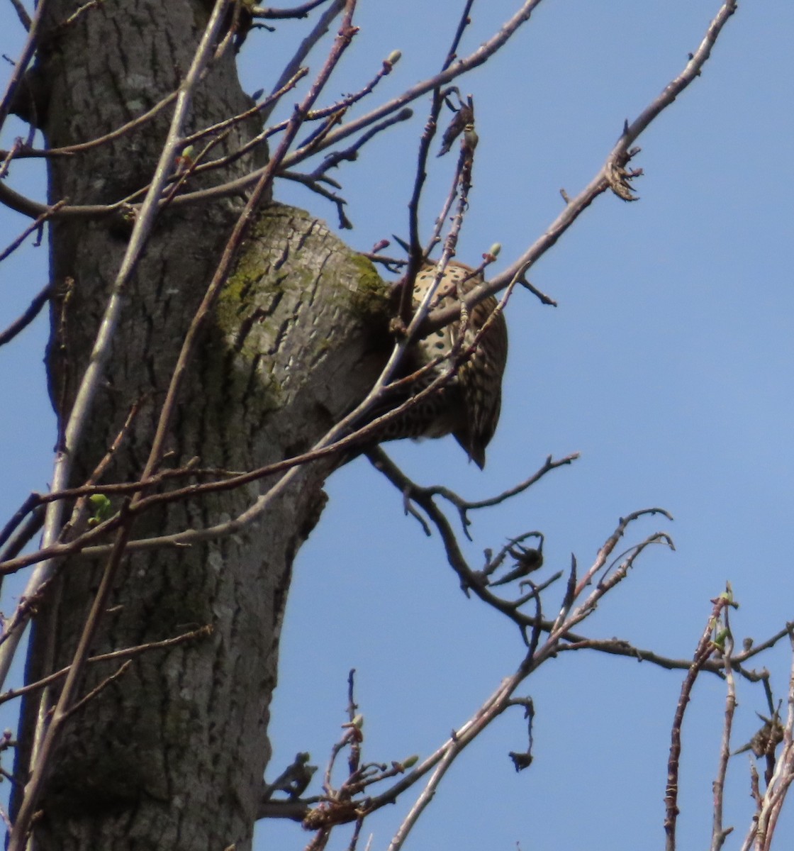 Northern Flicker - ML616509144