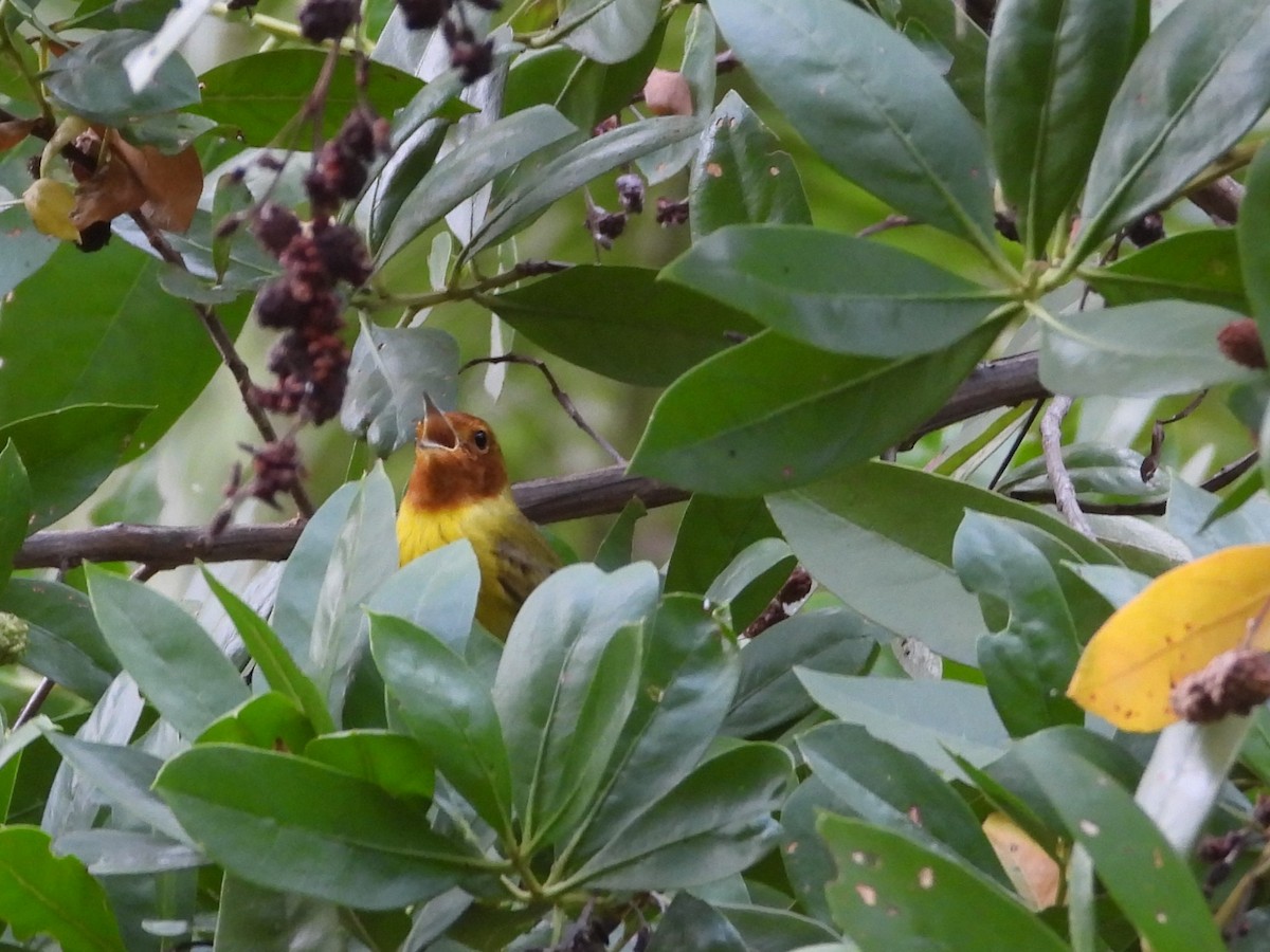 Paruline jaune - ML616509156