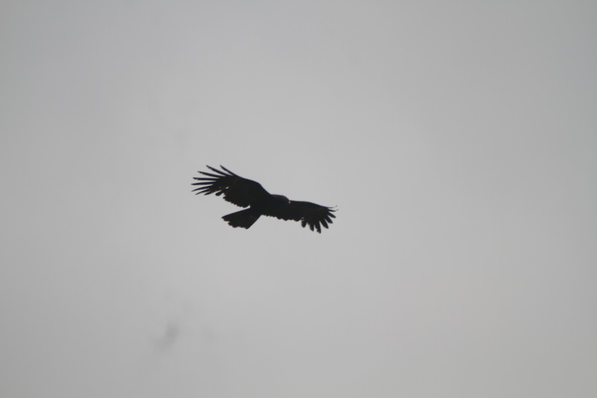Black Eagle - Gireesan TU
