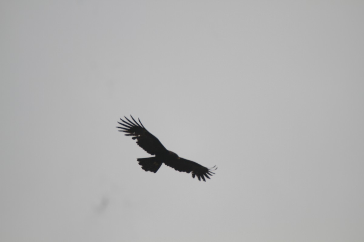 Black Eagle - Gireesan TU