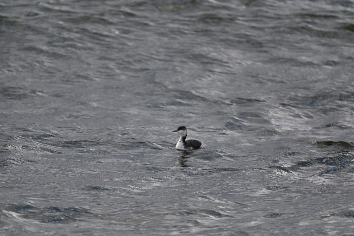 Horned Grebe - ML616509170