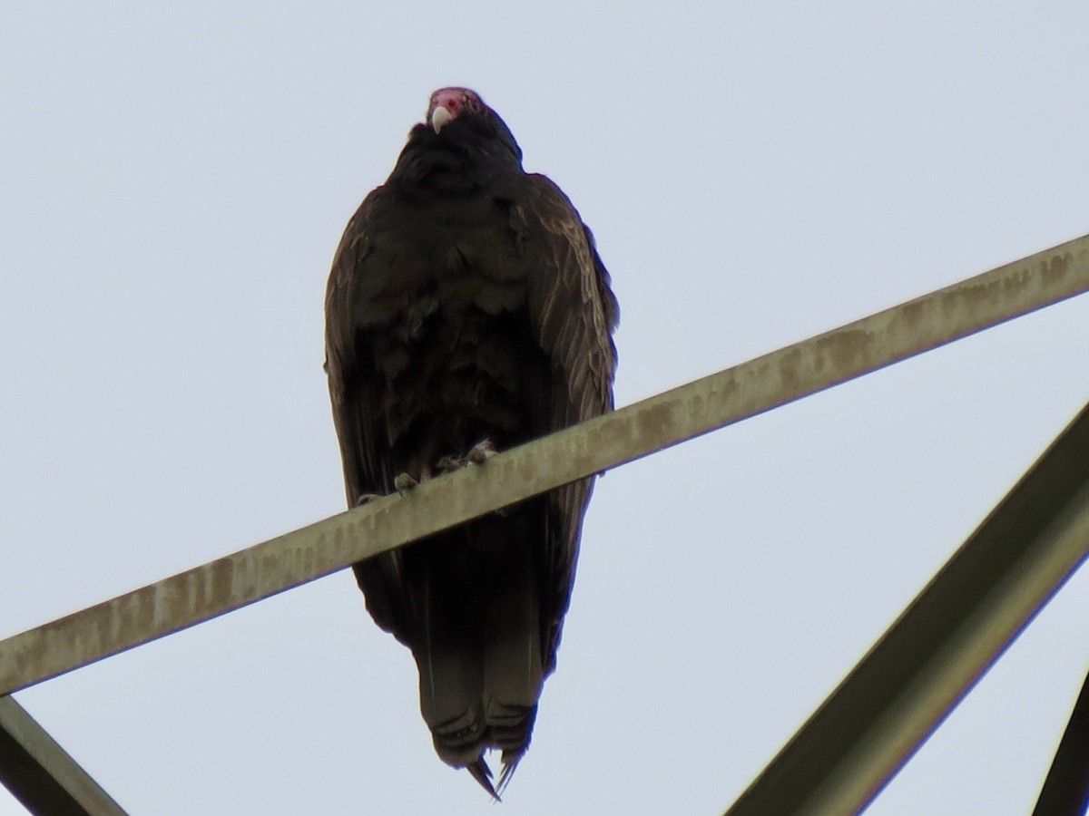 Turkey Vulture - ML616509183