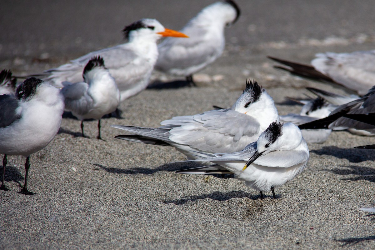 Sandwich Tern - Chris Scott