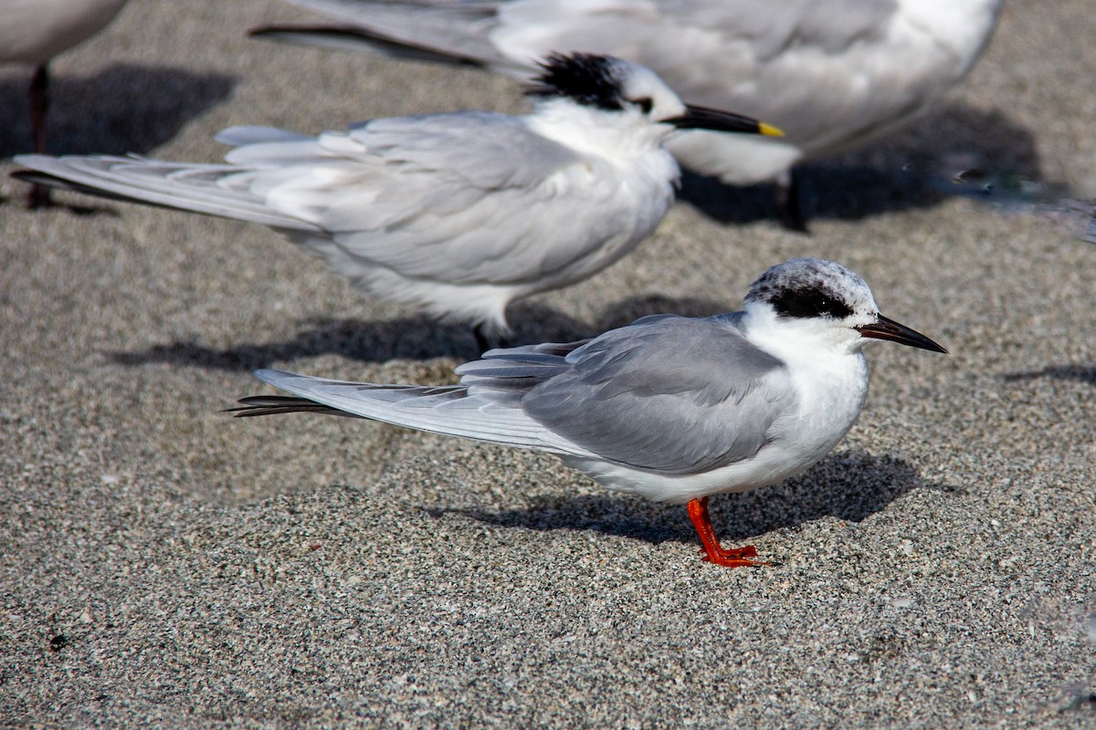 Forster's Tern - ML616509221