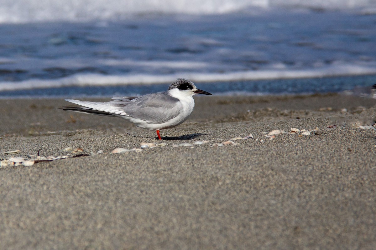 Forster's Tern - ML616509227