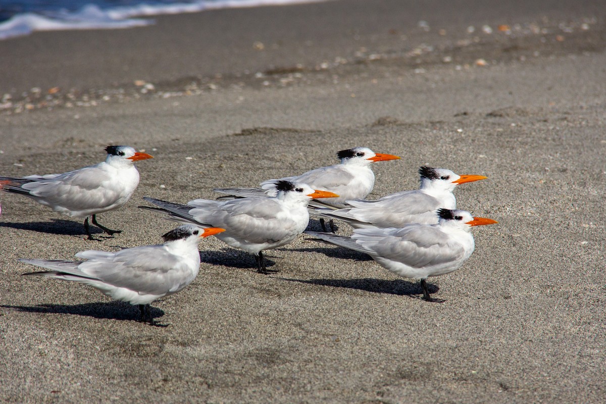 Royal Tern - ML616509251