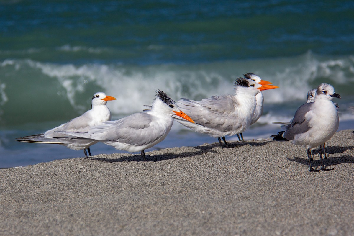 Royal Tern - ML616509255