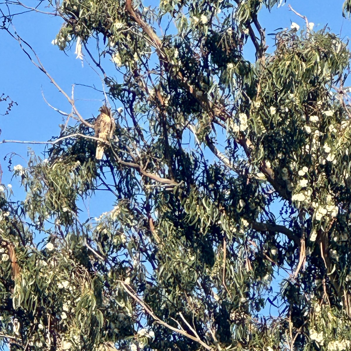 Red-tailed Hawk - ML616509257