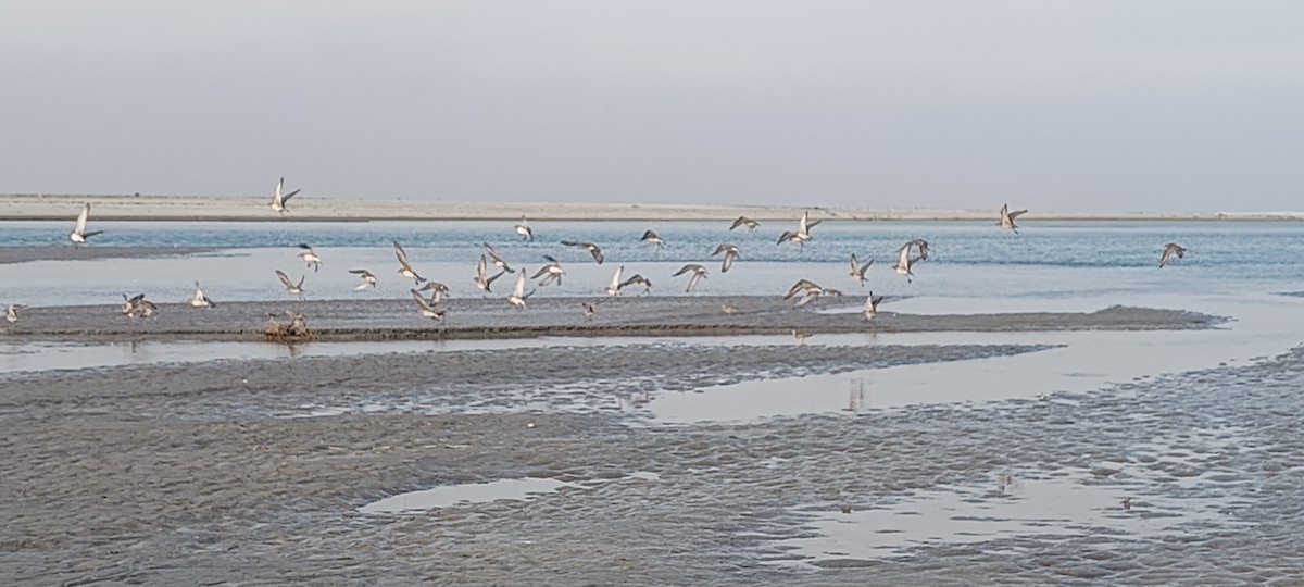 Pacific Golden-Plover - ML616509262