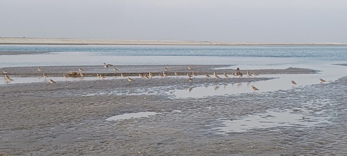 Pacific Golden-Plover - ML616509275