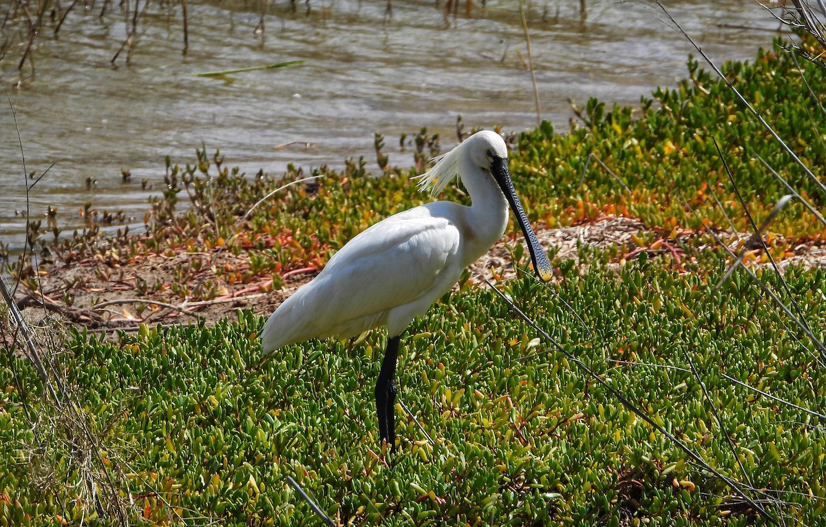 Eurasian Spoonbill - ML616509311