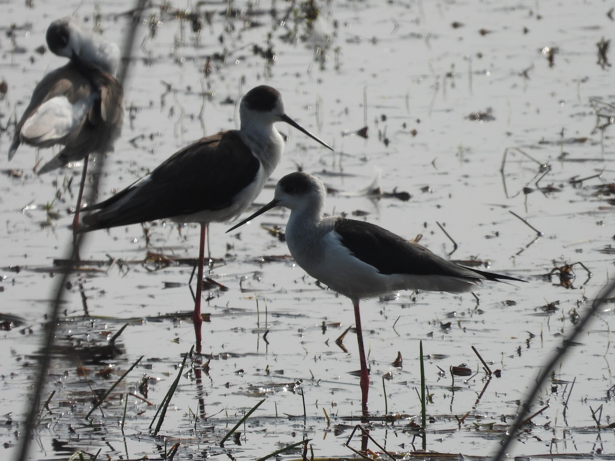 Black-winged Stilt - Hakimuddin F Saify