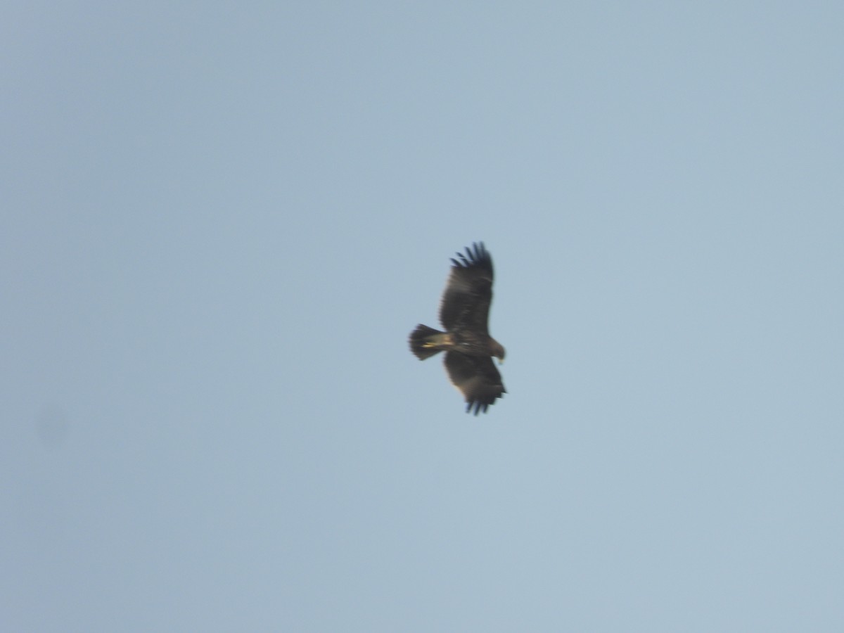 Indian Spotted Eagle - ML616509347