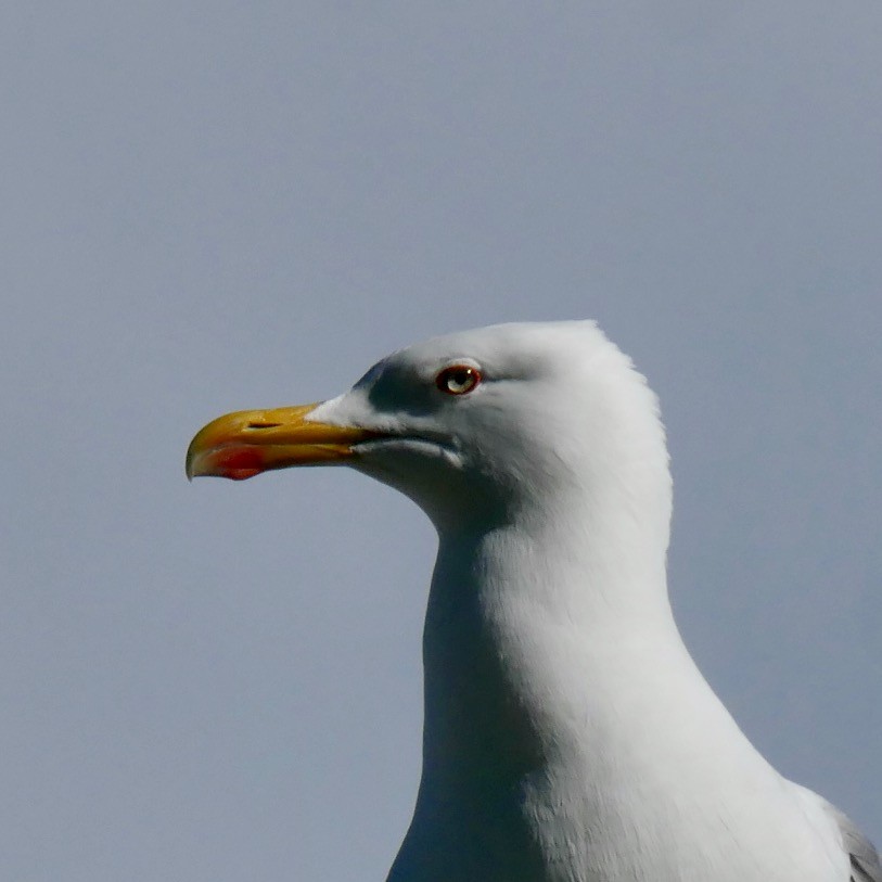 Yellow-legged Gull - ML616509363