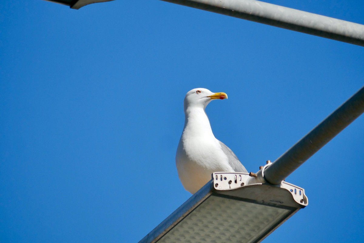 Yellow-legged Gull - ML616509366