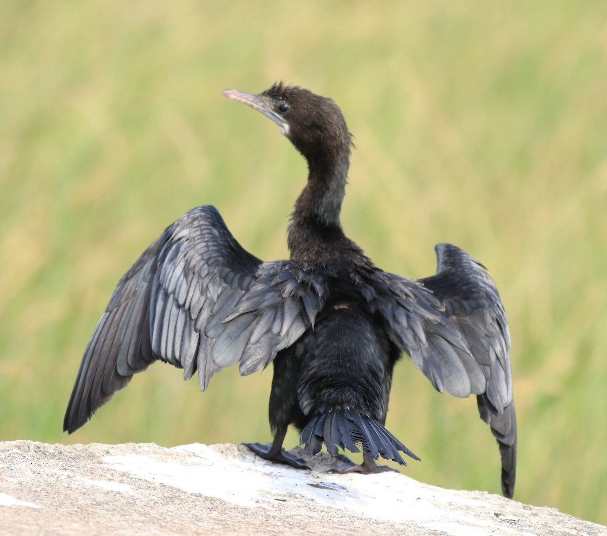 Little Cormorant - ML616509387