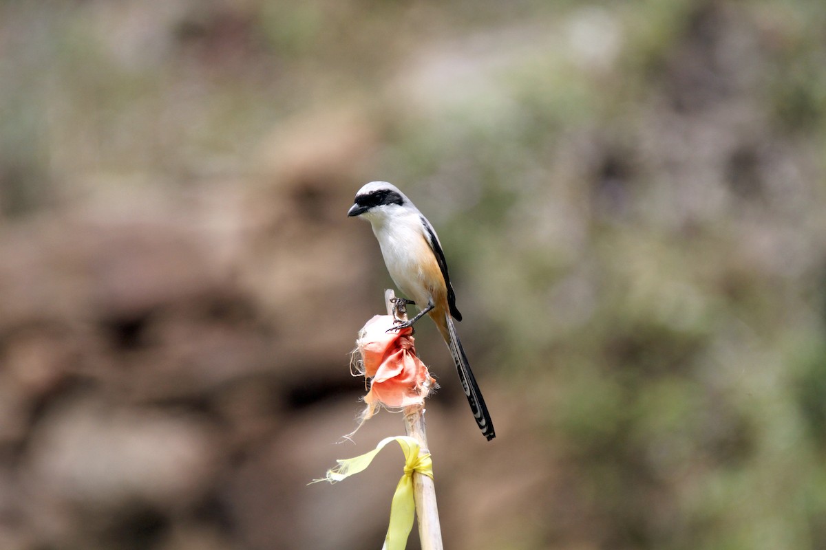 Long-tailed Shrike - Gireesan TU