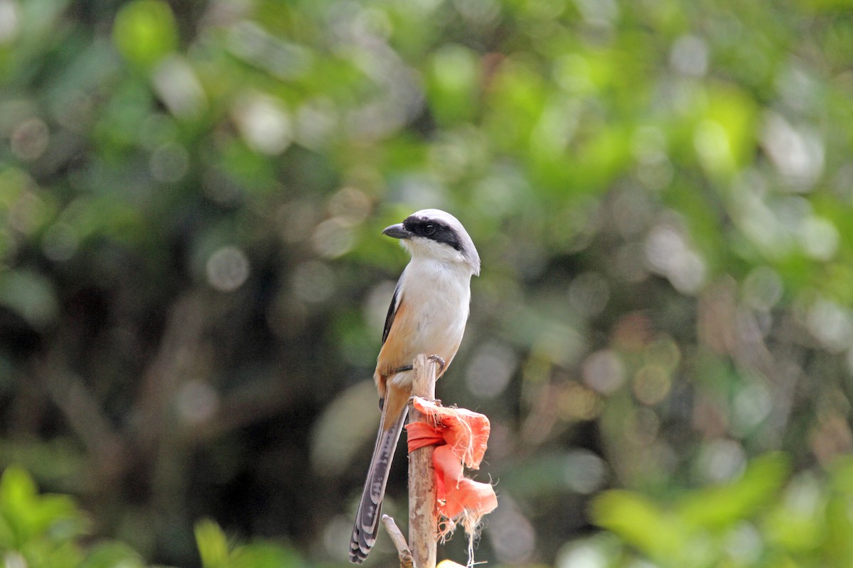 Long-tailed Shrike - Gireesan TU