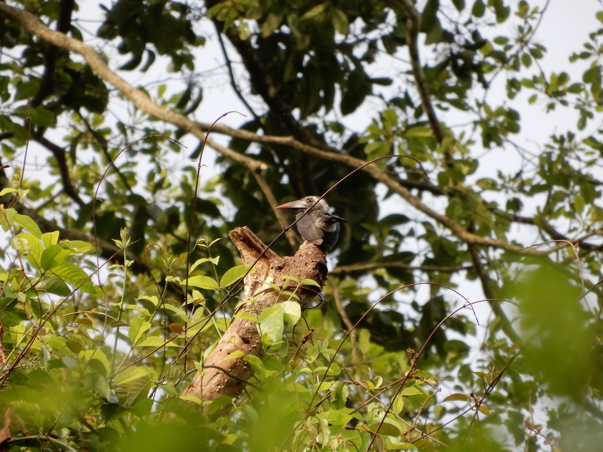 Western Dwarf Hornbill - ML616509395