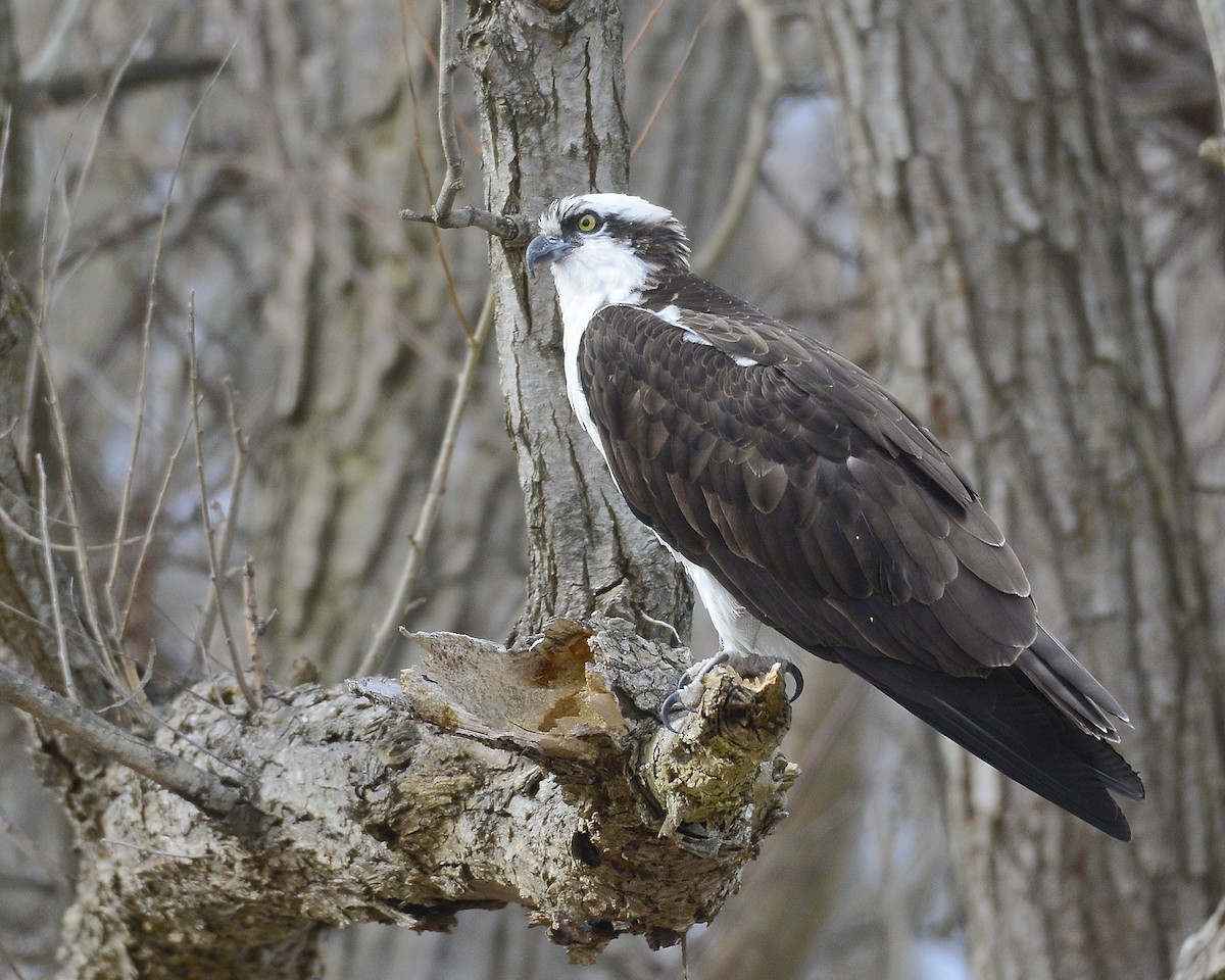 Osprey - ML616509478