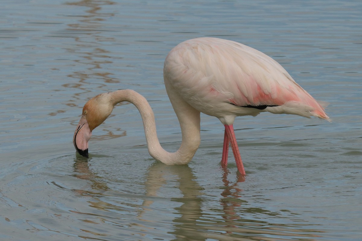 Розовый фламинго - ML616509520