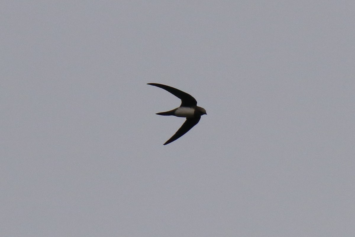 Alpine Swift - ML616509543