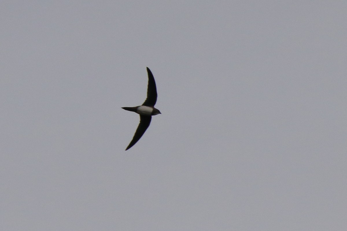 Alpine Swift - ML616509544